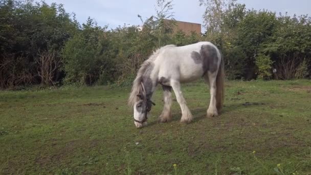 Mediano Primer Plano Tiro Caballo Blanco Comiendo Hierba Campo — Vídeos de Stock