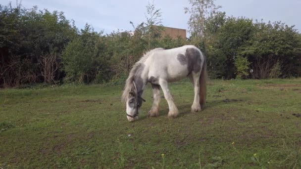 Médio Close Tiro Cavalo Branco Comendo Grama Campo — Vídeo de Stock