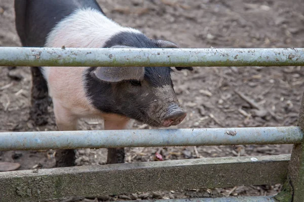 Bir pigsty eskrim arkasında Saddleback domuz yavruları — Stok fotoğraf