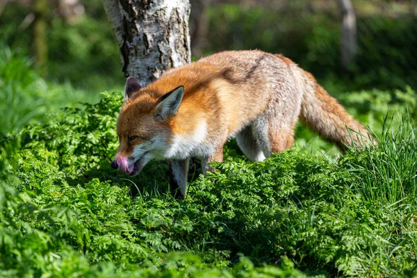 Raposa Vermelha Europeia, Vulpes vulpes — Fotografia de Stock