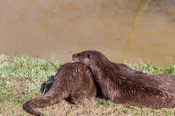 European Otter, Lutra Lutra, возле реки. Англия, Великобритания — стоковое фото