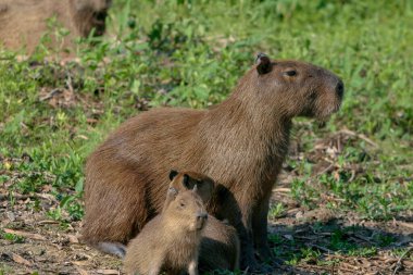 Capybaras, Hydrochoerus hydrochaeris, Brezilya 'nın Pantanal bölgesinde.