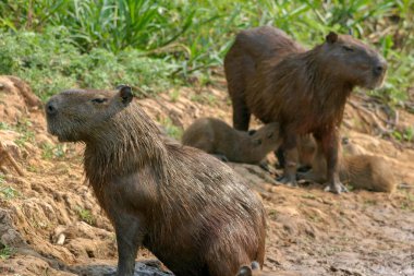 Capybaras, Hydrochoerus hydrochaeris, Brezilya 'nın Pantanal bölgesinde.
