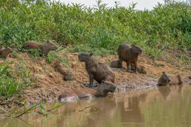 Capybaras, Hydrochoerus hydrochaeris, Brezilya 'nın Pantanal bölgesinde.