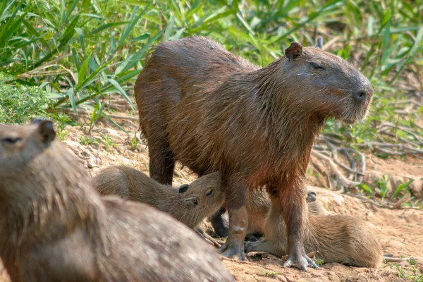Capybaras, Hydrochoerus hydrochaeris, in the Pantanal region of Brazil — стокове фото