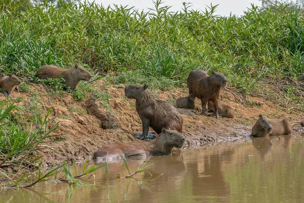 Capybaras, Hydrochoerus hydrochaeris, w pantanalskim regionie Brazylii — Zdjęcie stockowe