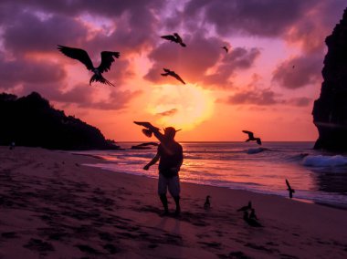 Uçan fırkateyn kuşları Fernando de Noronha, Brezilya