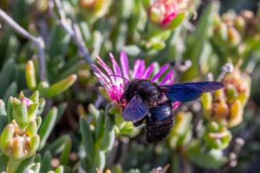 Violet Carpenter bee (Xylocopa violacea) feeding clipart