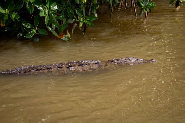 Amerikai krokodil, crocodylus acutus, egy mocsárban Black River, Jamaica — Stock Fotó