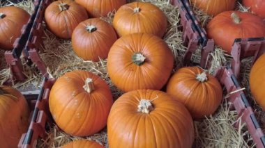 Bir grup turuncu balkabağını yakınlaştır