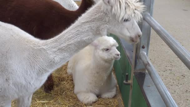 Llamas jóvenes y adultas descansando en el interior de una granja del Reino Unido — Vídeo de stock