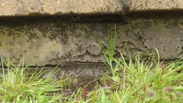 Acercar un enjambre de hormigas negras ocupadas, Lasius niger, en un jardín del Reino Unido — Vídeo de stock