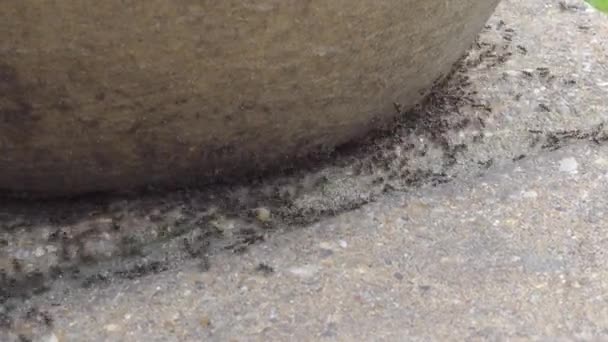 Zooma in med tiden av en svärm av svarta myror, lasius niger, på en trädgård uteplats — Stockvideo