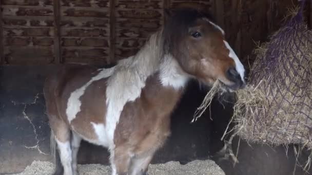 Brun och vit häst äter hö i stallet på en gård — Stockvideo