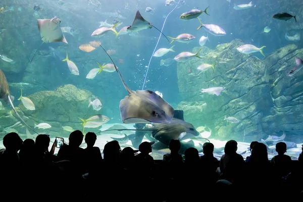 Touristen vor einem großen gläsernen Fischbecken — Stockfoto