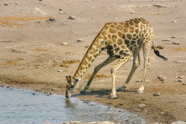 Jirafa bebiendo en un pozo de agua en Namibia — Foto de Stock