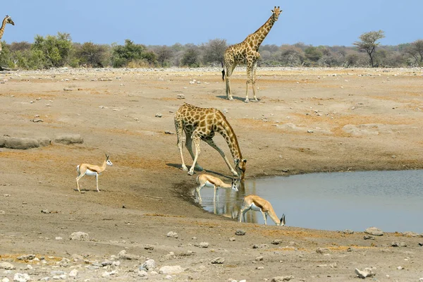 Jirafa bebiendo en un pozo de agua en Namibia —  Fotos de Stock