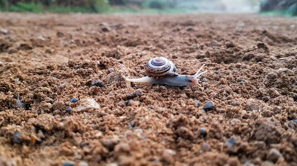 Kumlu yolda sürünen kahverengi dudaklı bir salyangoz. — Stok fotoğraf