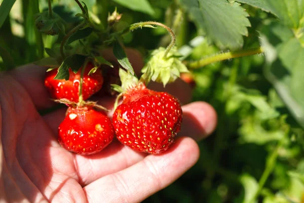 fresh red strawberry. Strawberry harvest. Summertime photo