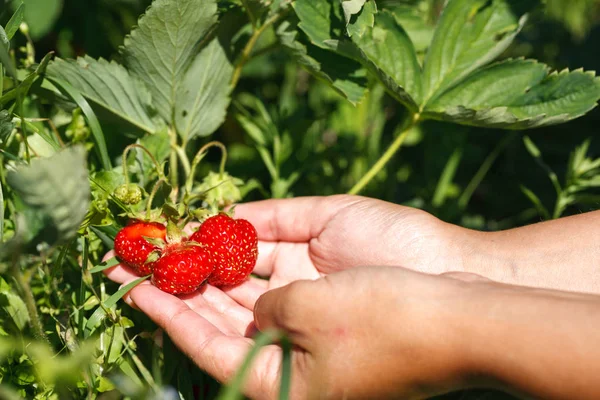 新鲜的红草莓 草莓丰收 夏季照片 — 图库照片