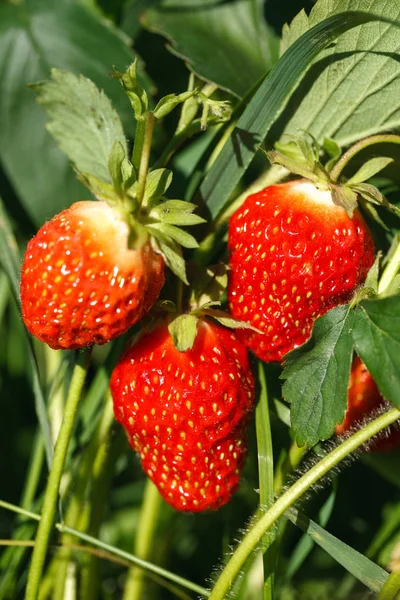 Świeże Truskawki Czerwony Zbiorów Truskawek Summertime Zdjęcie — Zdjęcie stockowe