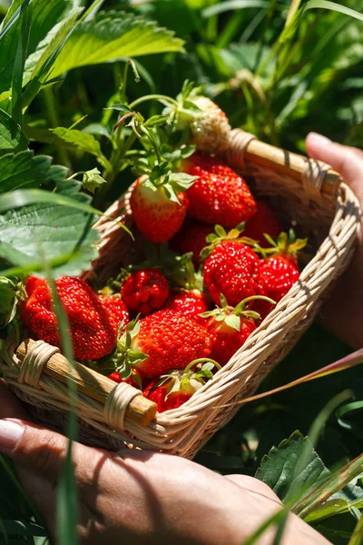 Świeże truskawki czerwony. Zbiorów truskawek. Summertime zdjęcie — Zdjęcie stockowe