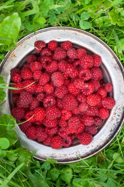 taze hasat Ahududu yeşil zemin üzerine metal plaka