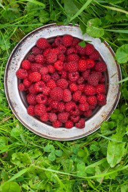 taze hasat Ahududu yeşil zemin üzerine metal plaka