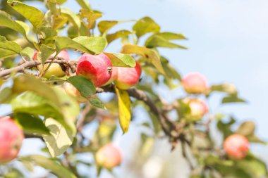 güneşli bir dal bahçe elma yeni ürün. Portre