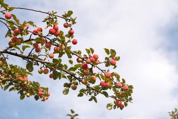 new crop of garden apples on a branch on a Sunny day