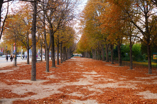 yellow trees in autumn in the Park of Paris
