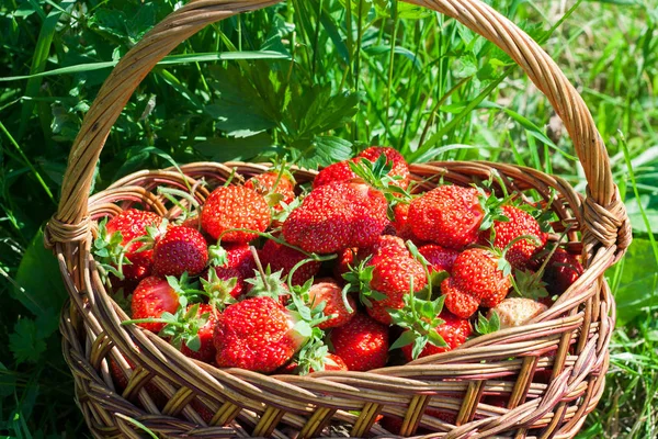 Fresh strawberries in a wicker basket. harvest — Stock Photo, Image