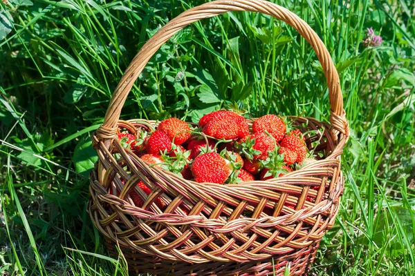 Świeżych truskawek w Wiklinowy kosz. Zbiorów — Zdjęcie stockowe