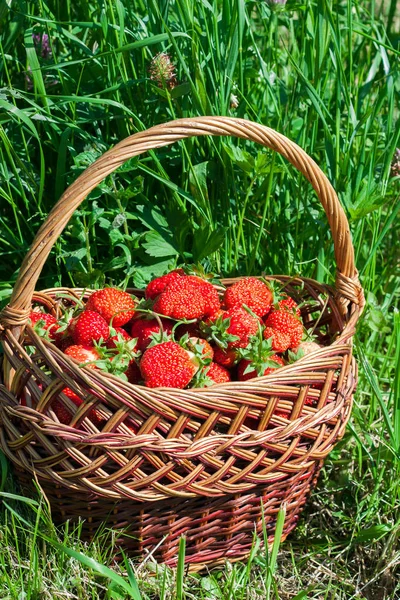 Frische Erdbeeren in einem Weidenkorb. Ernte — Stockfoto