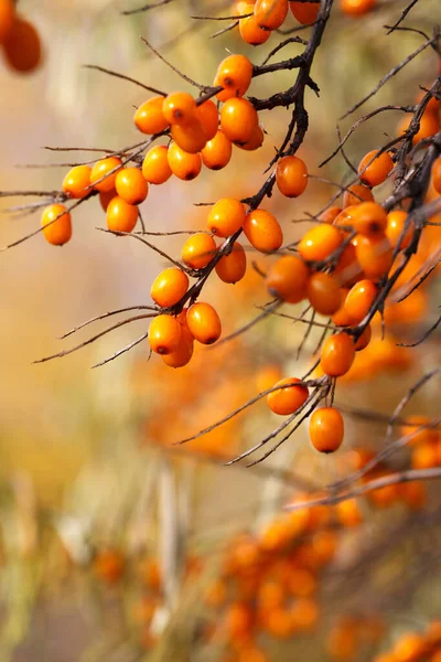 Zweig mit Sanddornbeeren und gelblichen Blättern auf einem Hintergrund gelber Bäume — Stockfoto