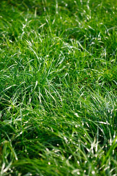 Close-up photo of green high lawn — Stock Photo, Image