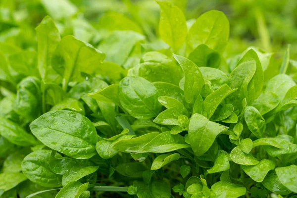 Spinazie Bladeren Groeien Tuin Bedden Het Kweken Van Spinazie Tuin — Stockfoto