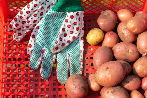Colheita Fresca Batatas Uma Caixa Vermelha Vista Superior — Fotografia de Stock