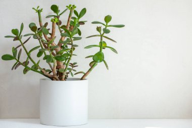 Beyaz bir tencerede beyaz bir iç kısımda kabuk.