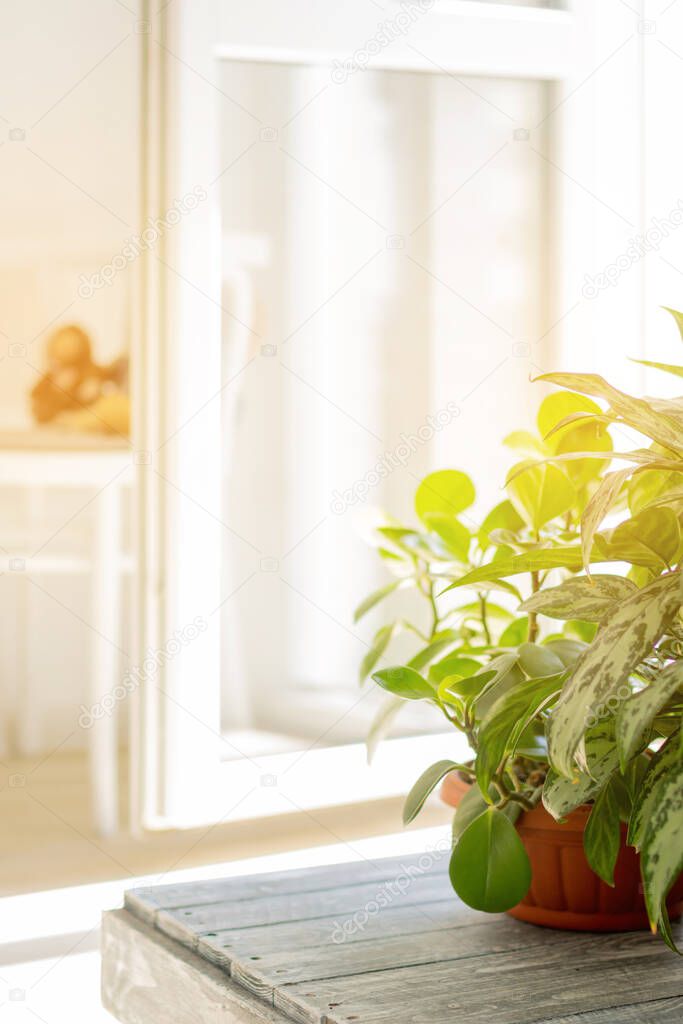 Bright interior of the house in the sun. green plants on a stand in the sun. Home. Vertical