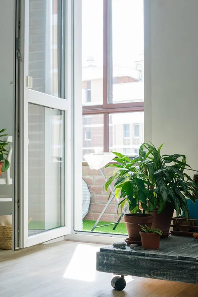 Helles Interieur. Blick auf den offenen Balkon. Grüne Pflanzen in Terrakottatöpfen lizenzfreie Stockfotos