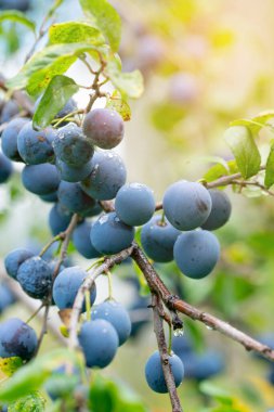 Yağmurdan sonra dalda olgun erikler