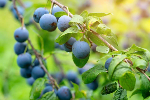 Yağmurdan sonra dalda olgun erikler