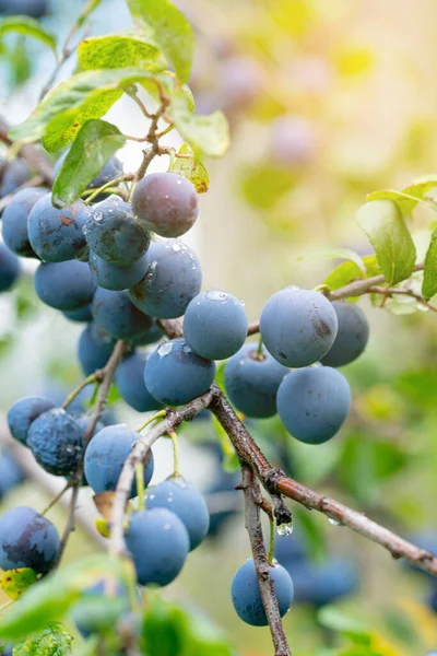 Yağmurdan sonra dalda olgun erikler