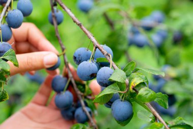 Bir kız yağmurdan sonra olgun erikleri topluyor..