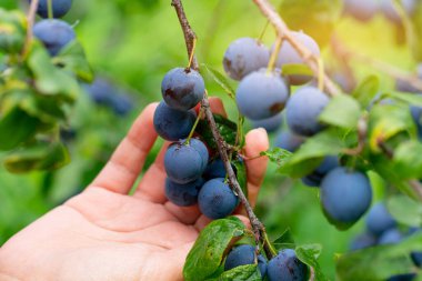Bir kız yağmurdan sonra olgun erikleri topluyor..