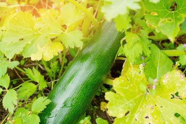 Hasat. Bahçede olgun kabak.
