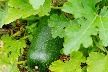 Hasat. Bahçede olgun kabak.