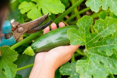 Hasat. Bir kız bahçeden olgun bir kabak kesiyor.