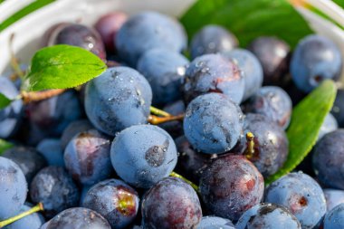 Hasat. Olgun erikler kapanıyor